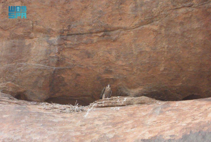 إنتاج 60 فرخًا من الصقور المهددة بالانقراض