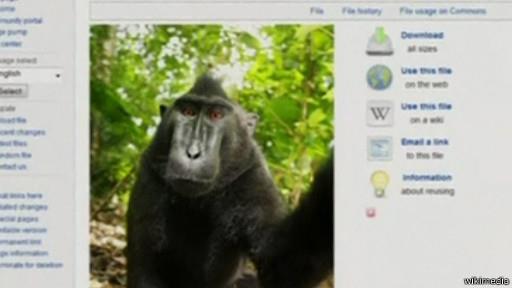 سيلفي القرد