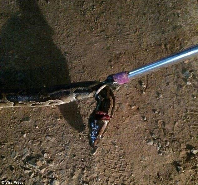 أفعى ضخمة تخنق رجلاً حتى الموت أمام شقيقته