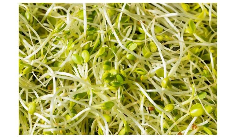 براعم النباتات براعم النباتات