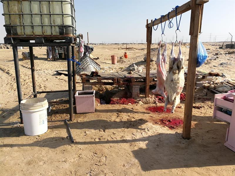 ضبط مواطنين ومقيمين يمارسون الذبح العشوائي تحت خطوط الضغط العالي بالدمام ضبط مواطنين ومقيمين يمارسون الذبح العشوائي تحت خطوط الضغط العالي بالدمام