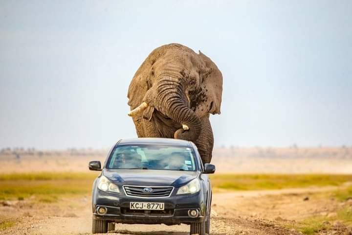 فيل عملاق يطارد سيارة محاولا دهسها