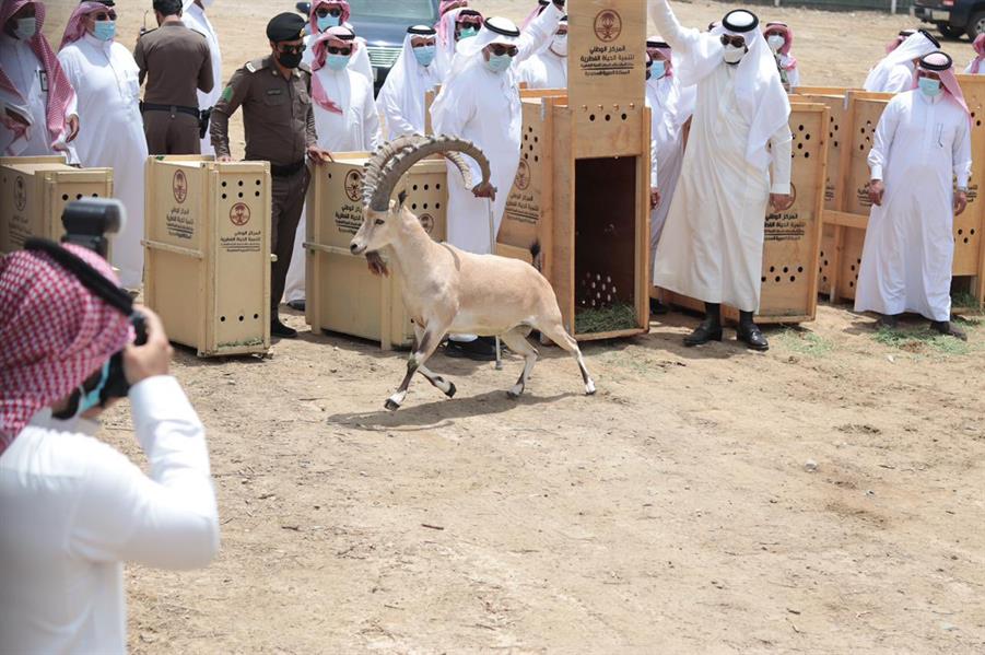 المركز الوطني للحياة الفطرية