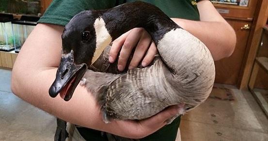 بالصور ..  أوزة ترقد على بيضها رغم اشتعال النيران بعشها