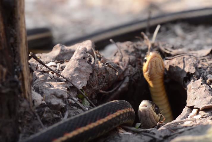 أكبر تجمع سنوي للأفاعي في العالم بكندا أكبر تجمع سنوي للأفاعي في العالم بكندا