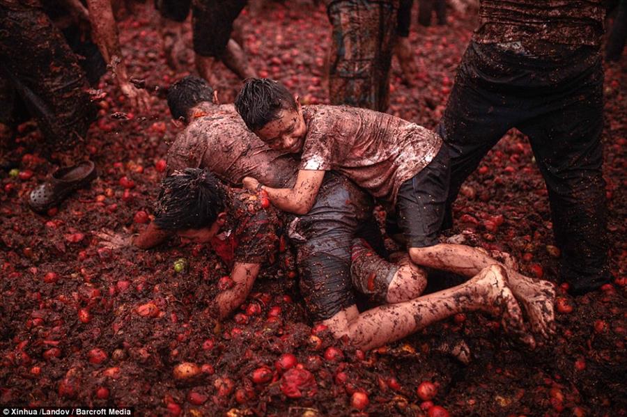 مهرجان الطماطم مهرجان الطماطم
