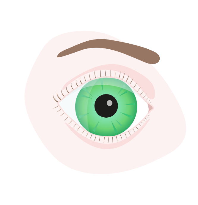 How the eye works