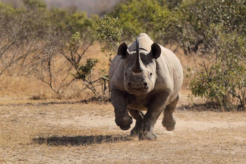 Do you live your life like a Rhino, or a Cow?