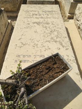 תמונת מצבה