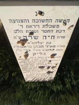 תמונת מצבה