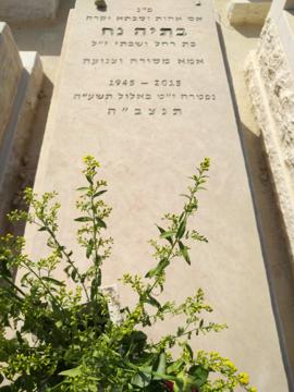 תמונת מצבה