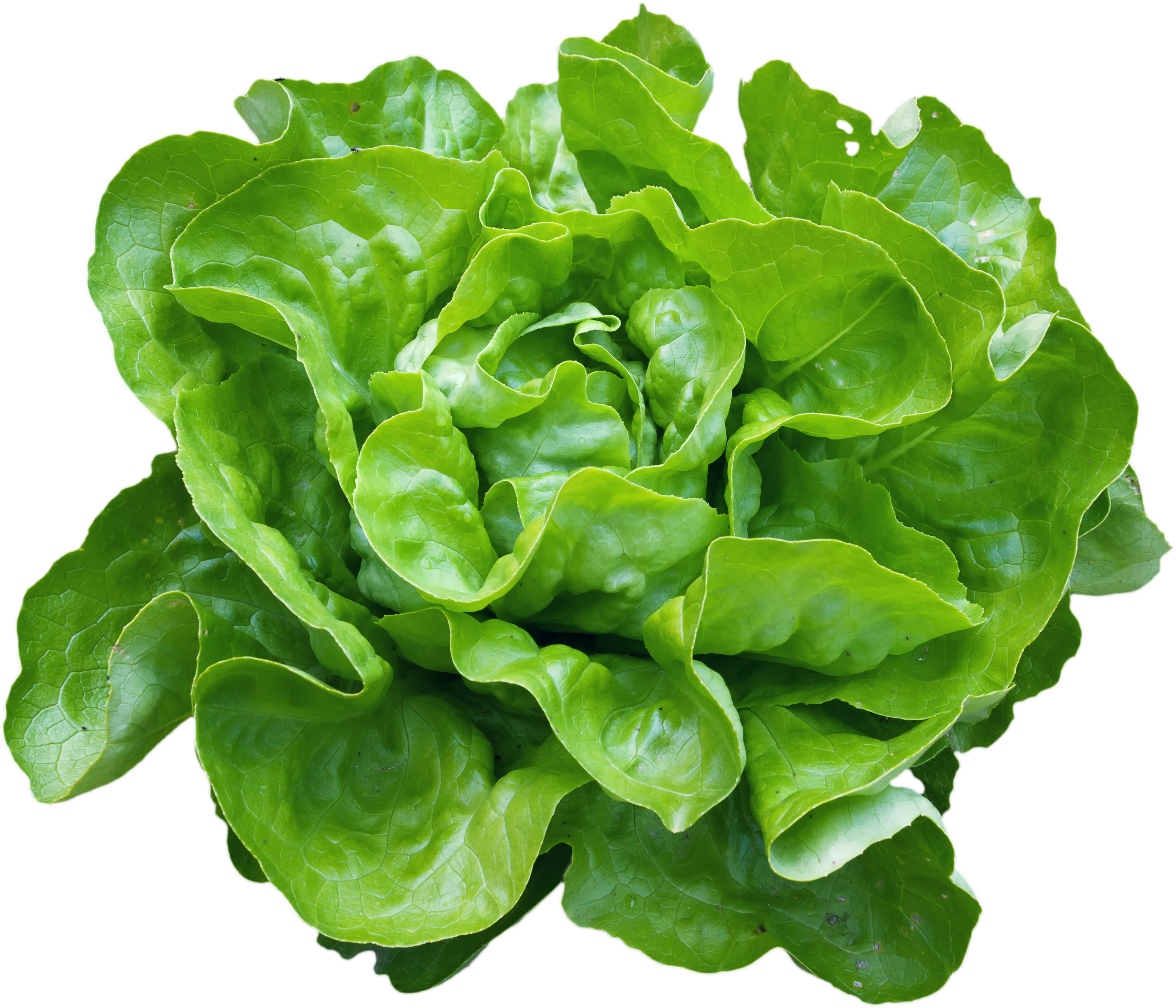 Salades: enfin du vert