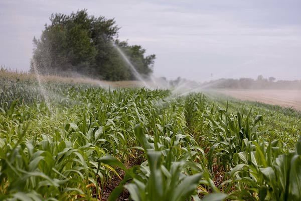 Crops