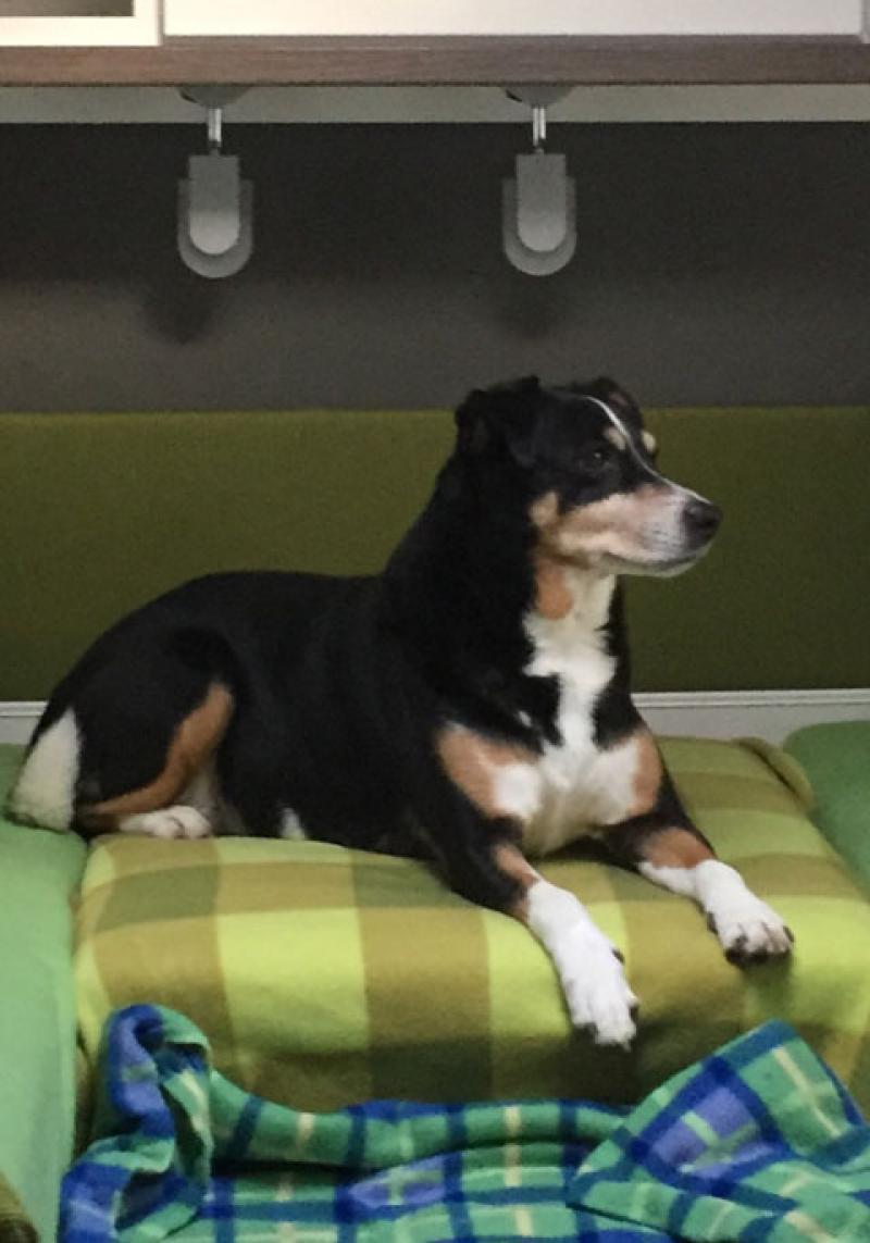 Dixxie als Wächter