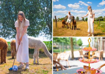 Alpaca-golf (1,5 uur) of alpacawandeling (75 min) bij Beleefboerderij Heierhof