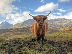 Schotse Hooglanden