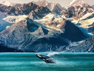 De ultieme Alaska Cruise! ????️ NIEUWE 12-daagse reis incl. 8-daagse cruise van Seattle via Alaska naar Canada met de MSC Poesia o.b.v. volpension of all-inclusive incl. vlucht en 3 voorovernachtingen