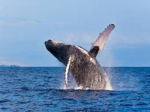 Walvissen in Hermanus