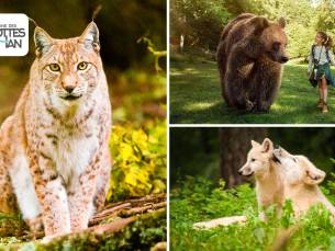 Entree tot het Wildpark