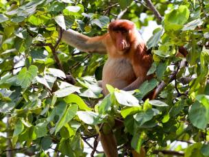 Discover West-Maleisi&euml; en veelzijdig Sarawak