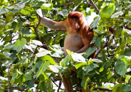 Discover West-Maleisi&euml; en veelzijdig Sarawak