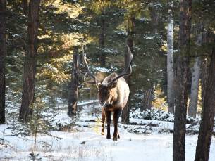 Winterbelevenis Canada op het gemak