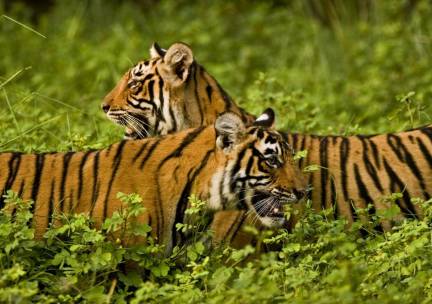 Grand Tour Zuid-India Superior