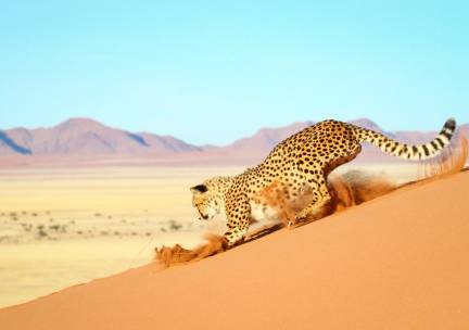 De Diamanten van Namibi&euml; en Zuid-Afrika