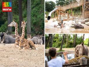 Entree Burgers' Zoo