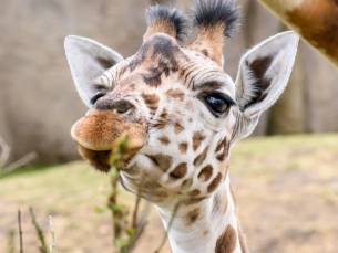 MEGA WILDLANDS SPECIAL! Geniet in een 4*-hotel in Hoogeveen incl. ontbijt en entree  voor WILDLANDS!
