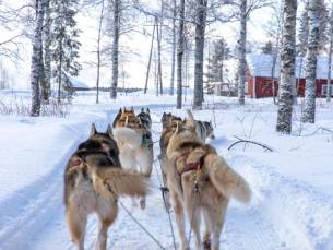 ALLES-IN-1 DEAL! 4-daagse trip naar Lapland o.b.v. volpension incl. vlucht, bagage, transfer, huskyslede, sneeuwscootertocht en MEER!