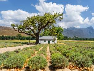 Highlights Zuid-Afrika en Swaziland Deluxe