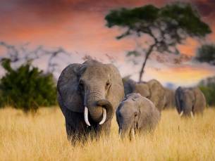 Discover de Big Five in Tanzania