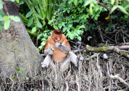 Discover West-Maleisi&euml; en veelzijdig Sarawak