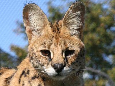 Entreeticket voor Dierenpark de Oliemeulen in Tilburg