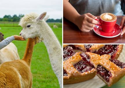 Alpaca experience (1,5 uur) + koffie/thee + gebak