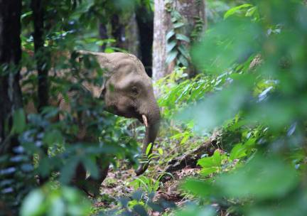 Borneo Adventure in Sabah