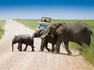 De Highlights van Noordelijk Tanzania Superior