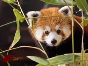 Entree Zoo Kleve