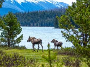 Maligne Valley: Wildtier- und Wasserfalltour mit Wanderung am Seeufer