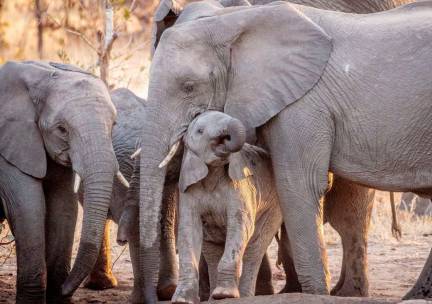 Umlani Bush Camp in Timbavati Game Reserve