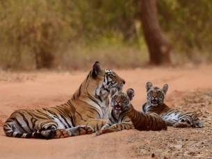 Tijgers in Ranthambore National Park