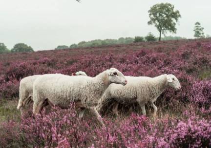 Veluwe Hotel De Beyaerd