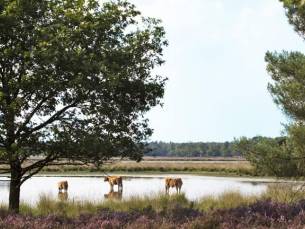 Fietsvakantie De Groote Peel