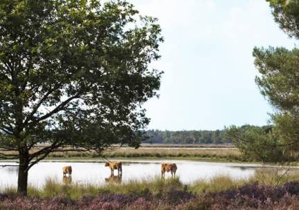 Fietsvakantie De Groote Peel