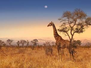 Ultimate Safari Experience - Sefapane Lodge