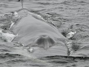 Arktischer Ozean - Jan Mayen, Eisrand, Spitzbergen, Vogelbeobachtung