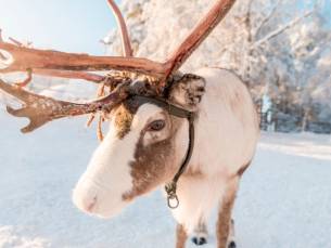Volledig verzorgd Zweeds Lapland avontuur! Incl. vlucht, bagage, transfers, ontbijt, diners & 3(!!) EXCURSIES!