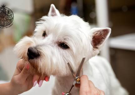 Trim- of plukbehandeling, wellness of massagebad voor je hond