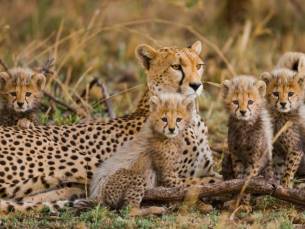 Discover de Big Five in Tanzania Superior